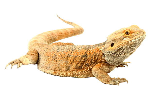 Dragon Barbu