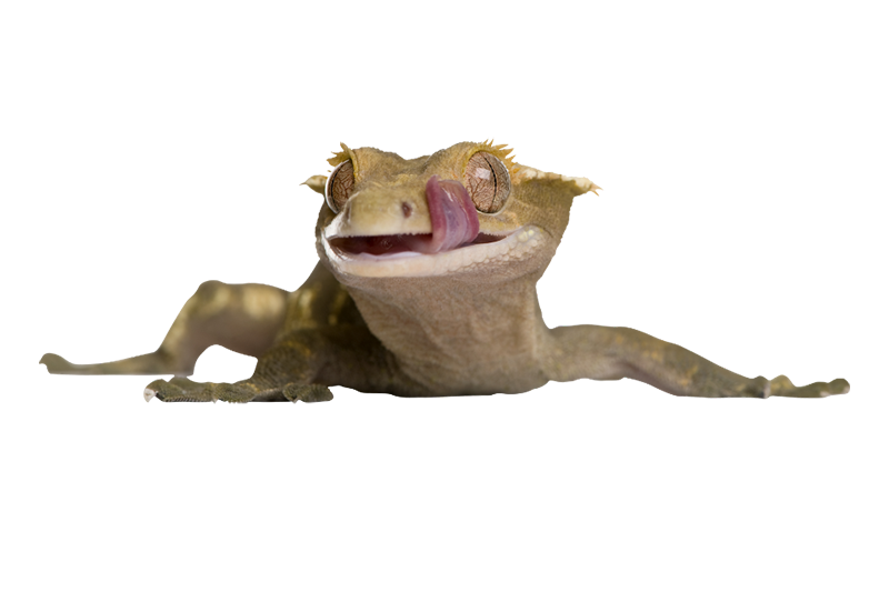 Gecko à crête