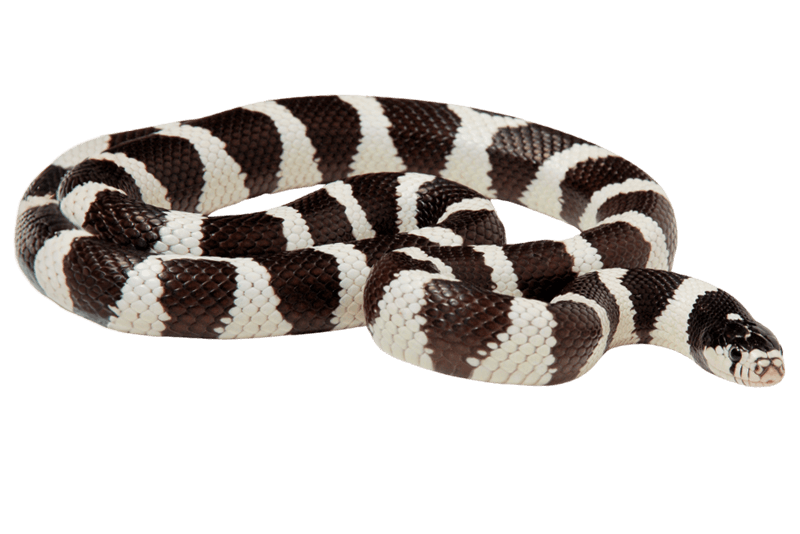 Serpent Roi 