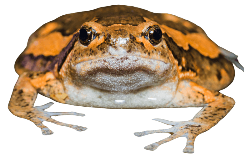 Grenouille peinte