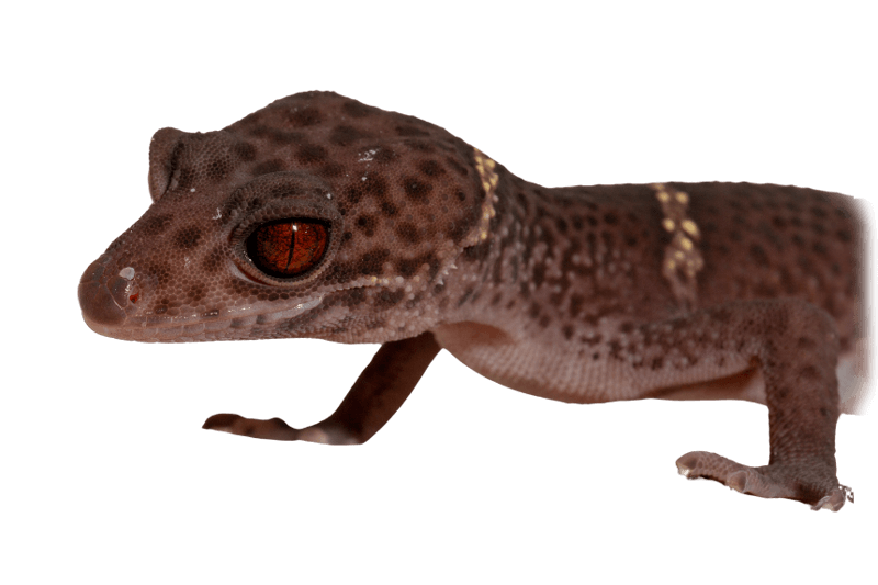 Gecko des cavernes